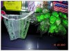 丁字裤花1.jpg