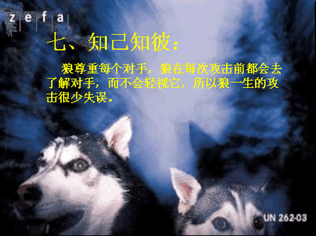 狼的原则7.gif