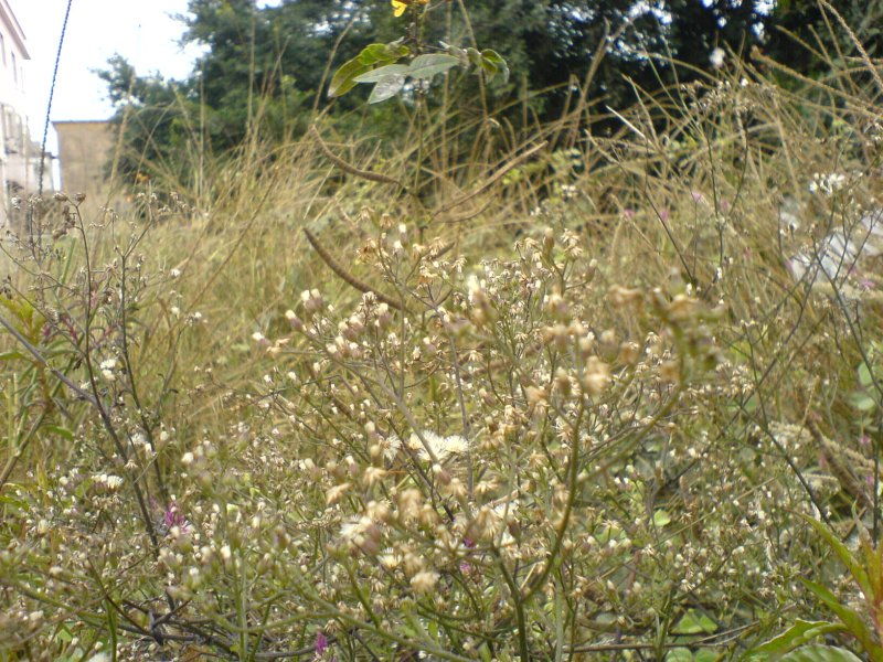 DSC00712.JPG